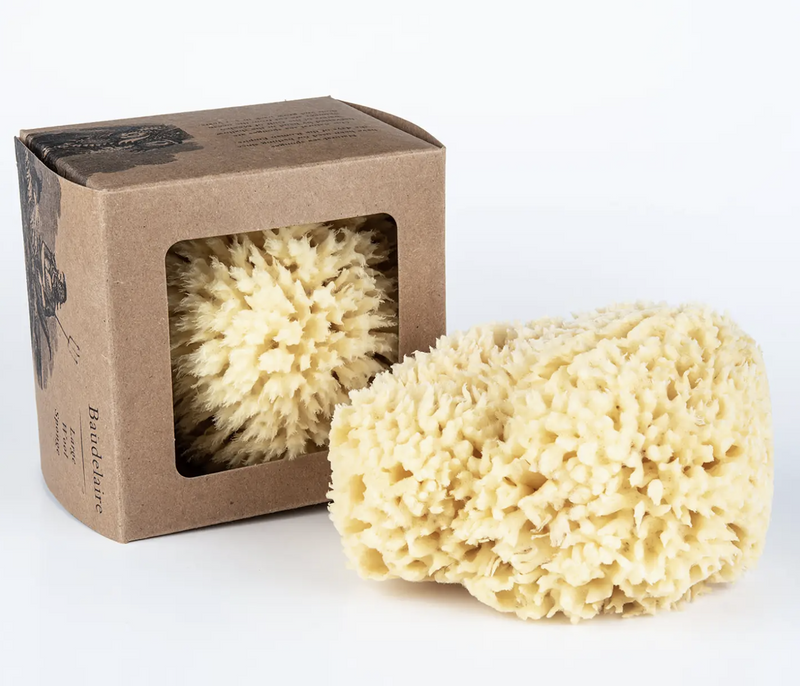 Bath Sea Sponge Gift Box