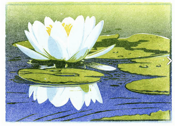 Waterlily Card