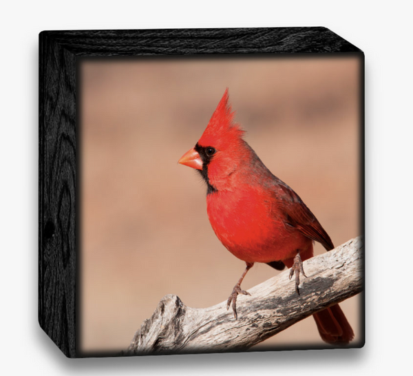 Cardinal Art Block